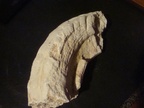 Ichthyosarcolites triangularis, fragment, Cénomanien, Ile Madame (Charente- Maritime)