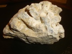 Disphyllum caespitosum, Dévonien moyen , Glageon (Nord)