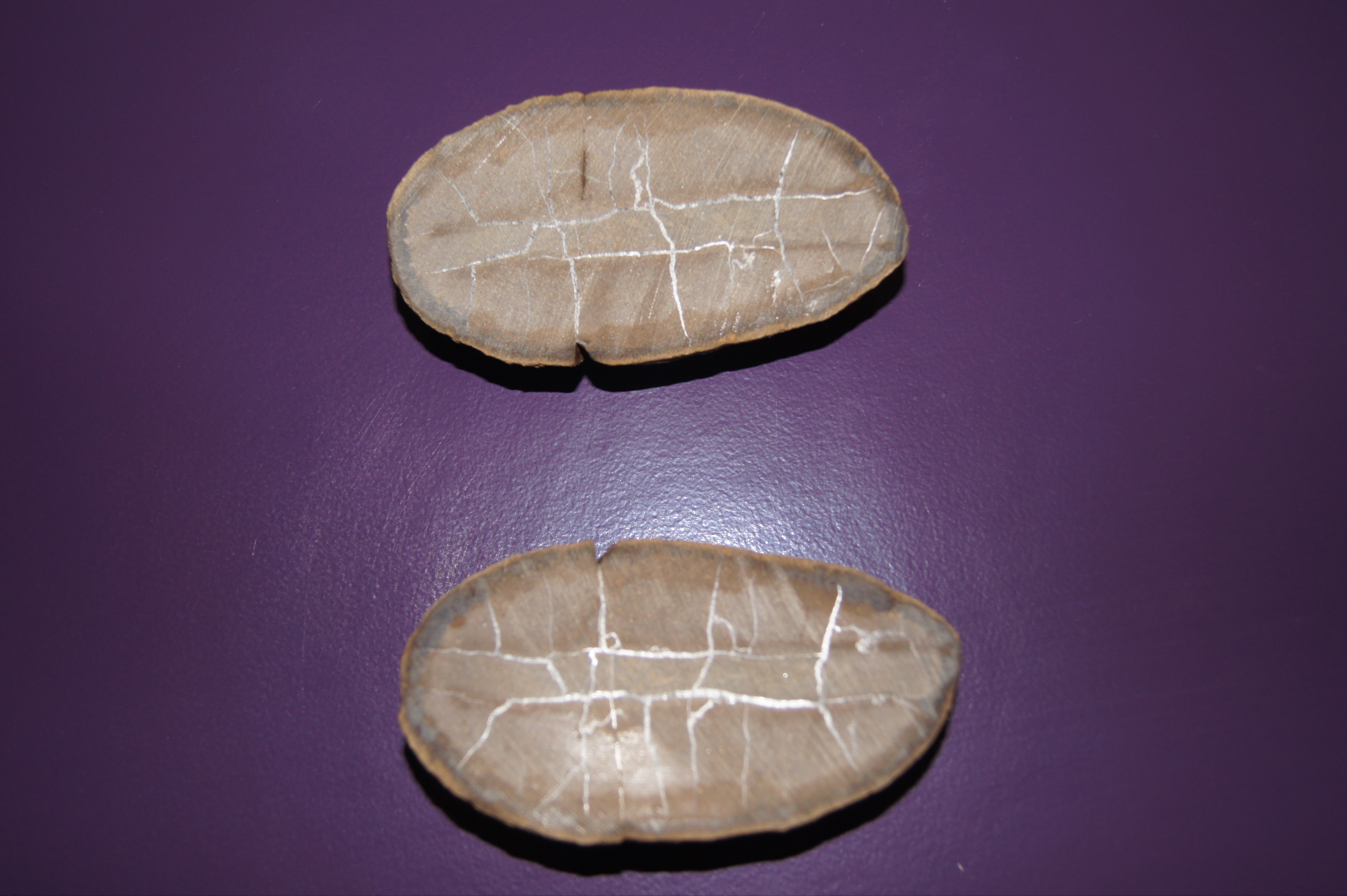 septaria01.jpg